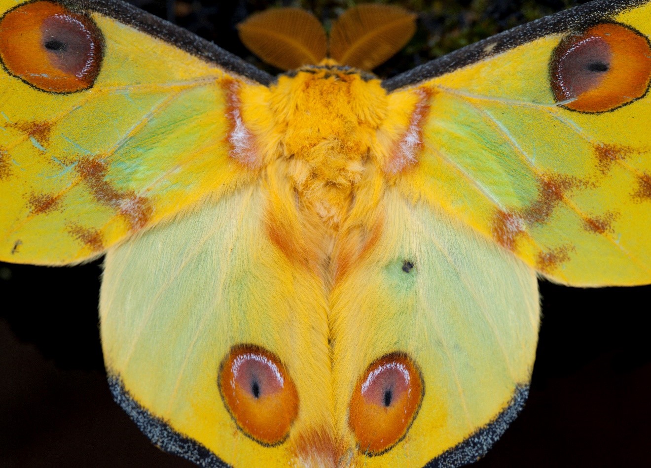 a large comet moth in ranomafana perches near a trail light at night