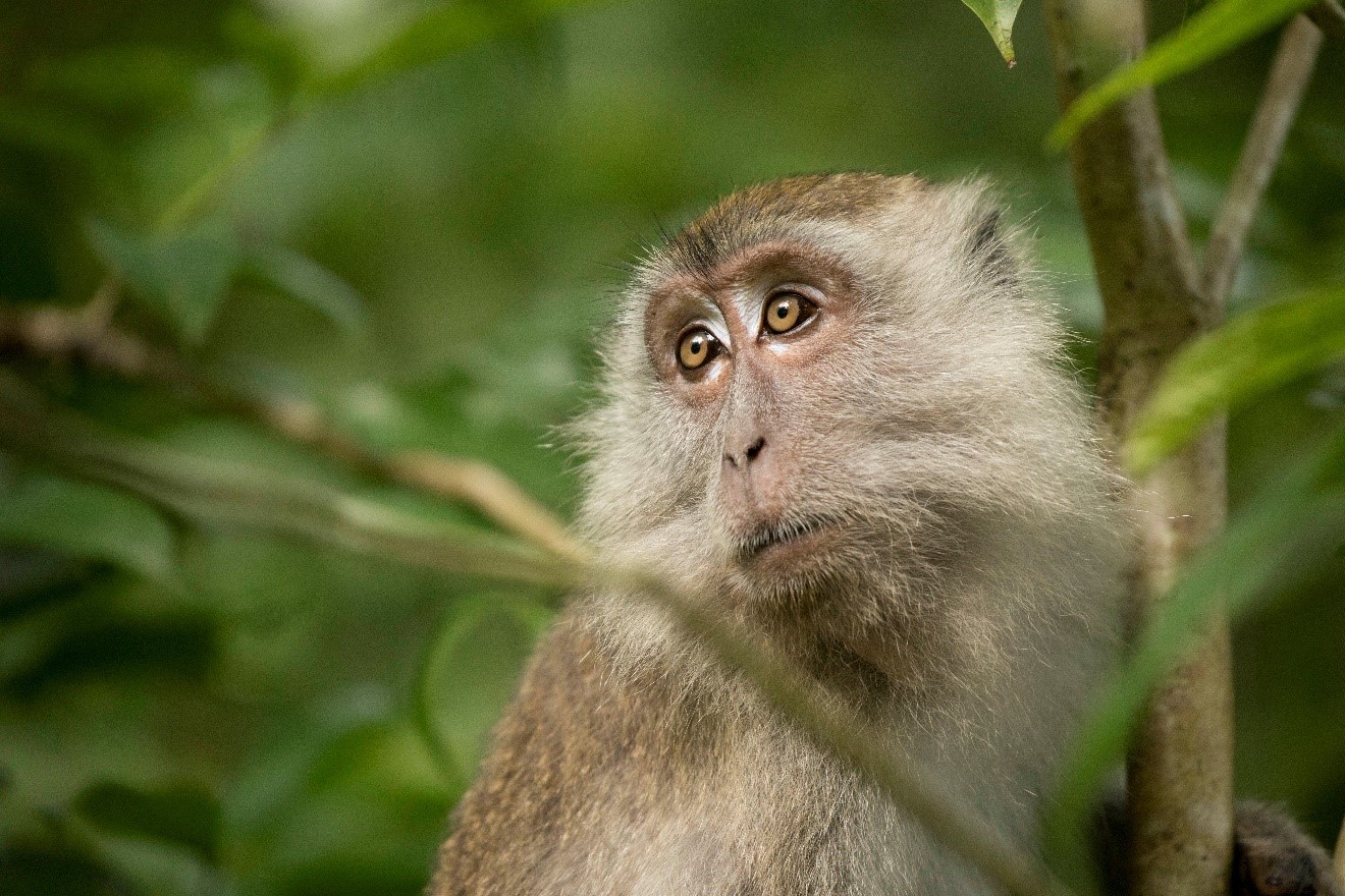 a long-tailed macaque gazes up from resting in Bako National Park in Borneo