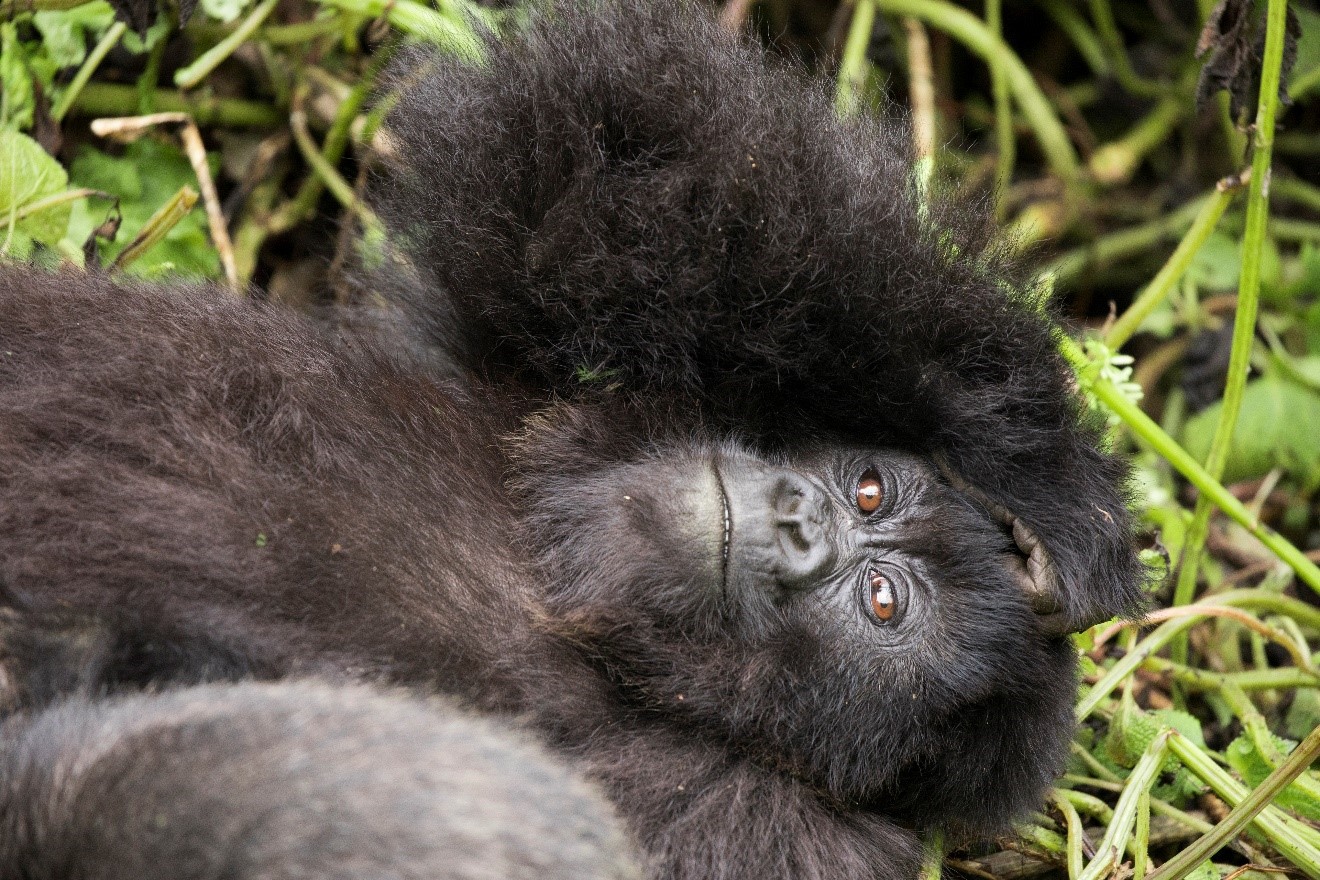 a young gorilla peers skyward while resting in Rwanda