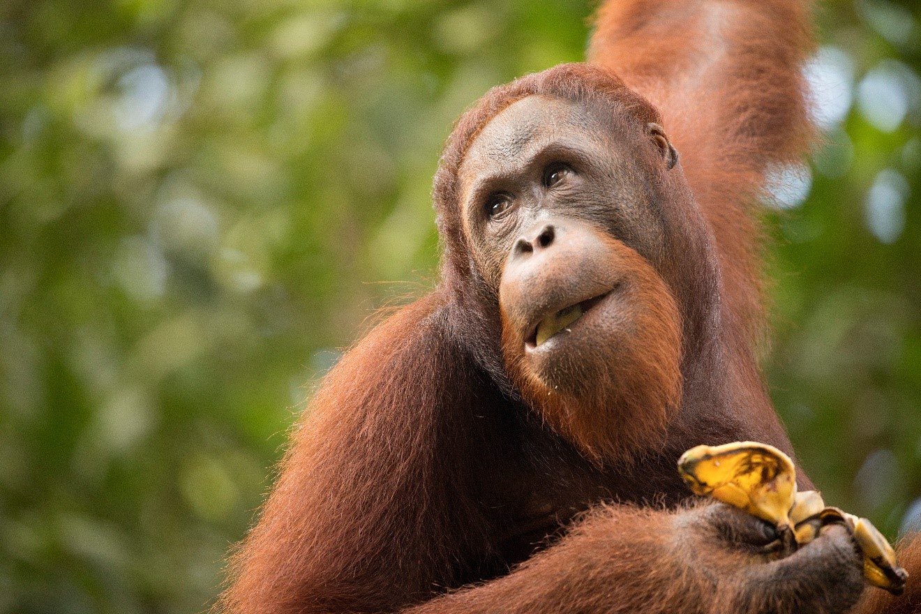 a male orangutan looks skyward while eating at Semenngoh Center in Borneo