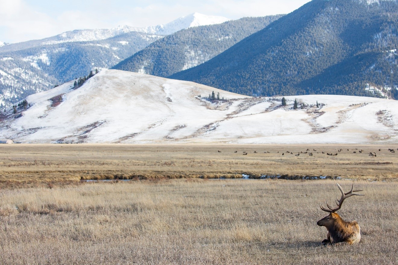 a solo male elk sits in the national elk refuge near jackson, wy
