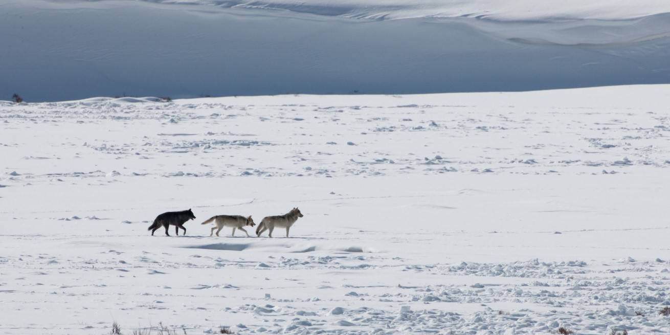 a small pack of wolves traverses the landscape of lamar valley