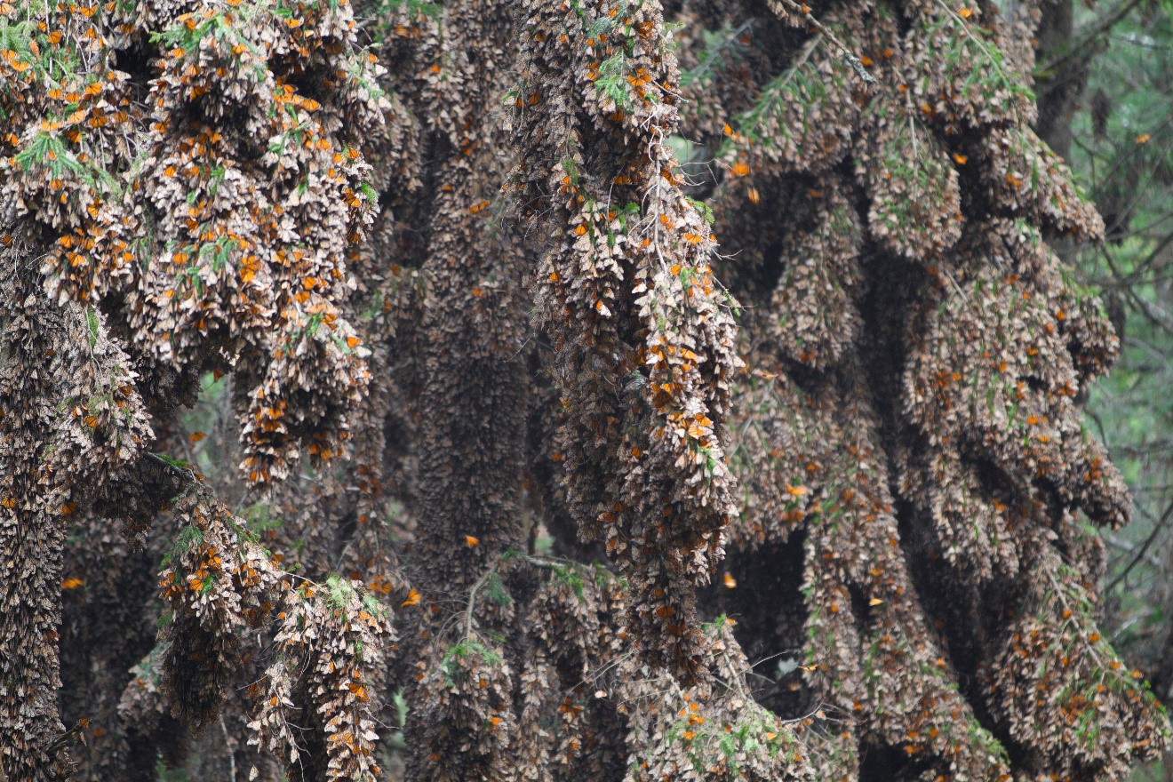 clusters of monarchs are layered on trees in mexico