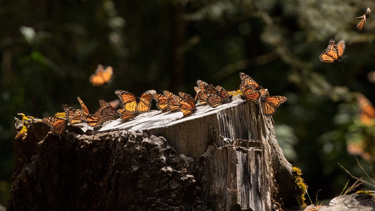 monarch butterflies take flight from a tree trunk