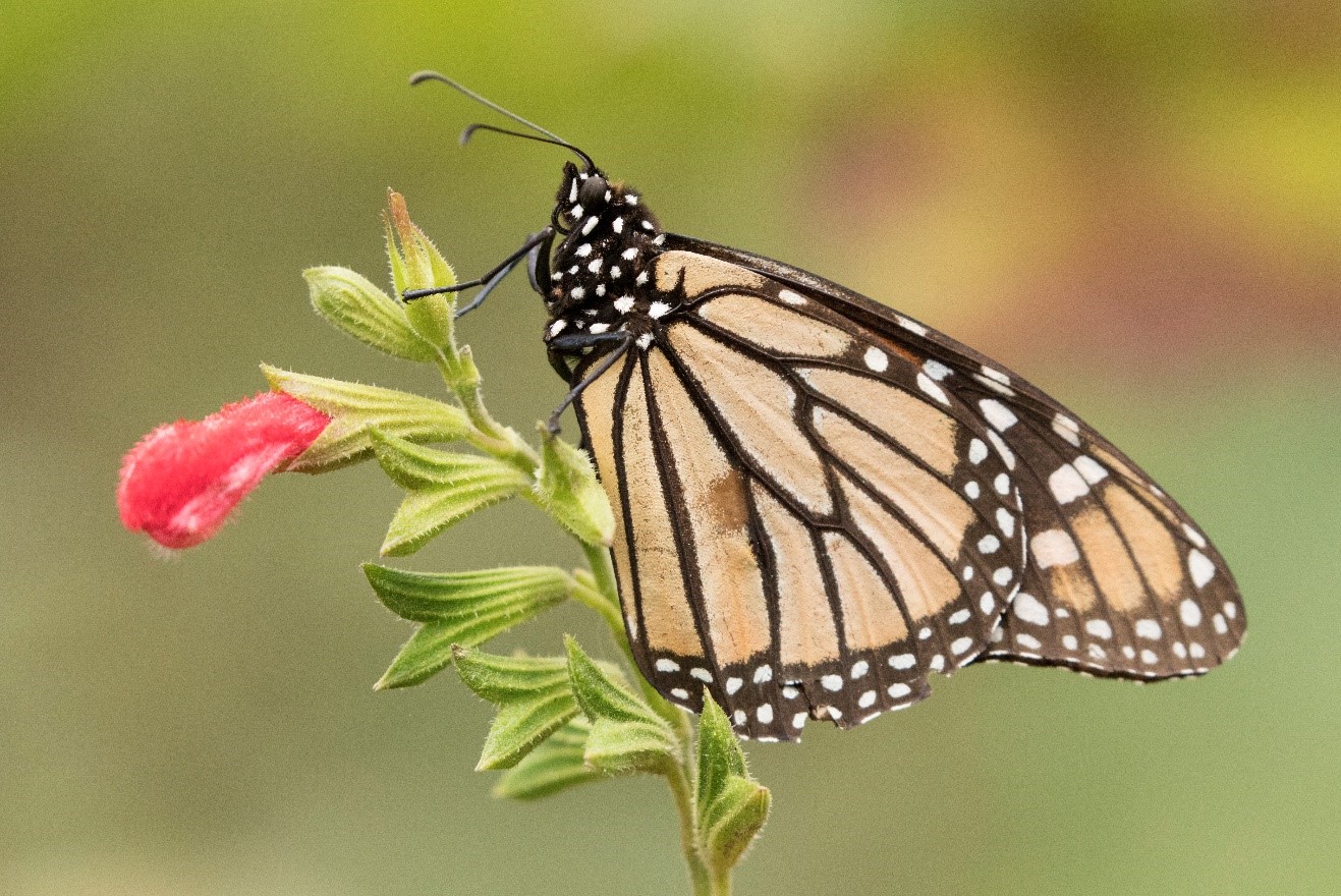 a monarch butterfly perches on a flower in mexico