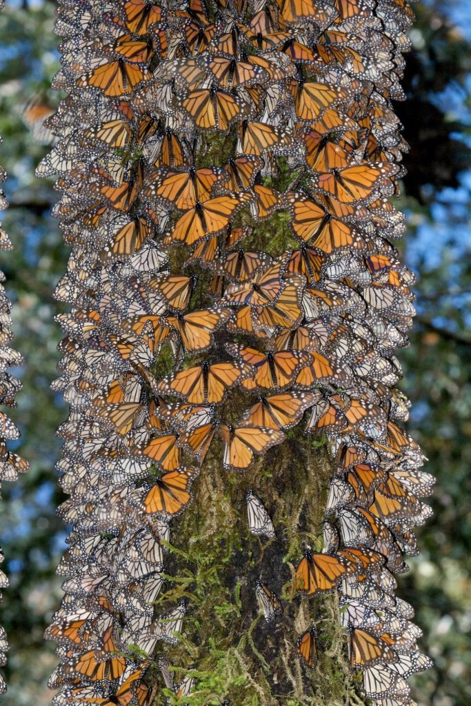 monarchs line the tree trunk of a tree in mexico