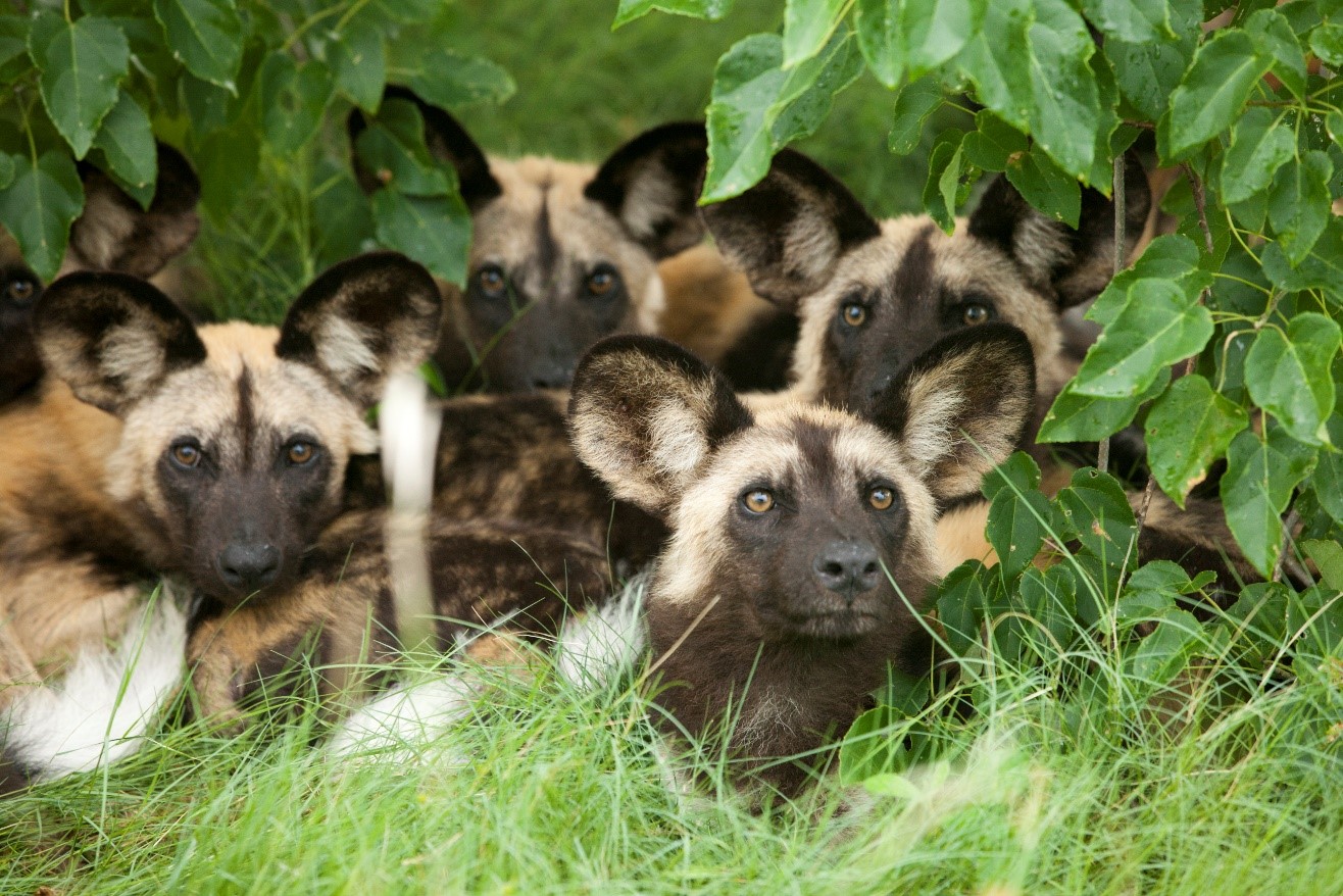 a pack of young wild dogs rests underneath green vegetation in Africa