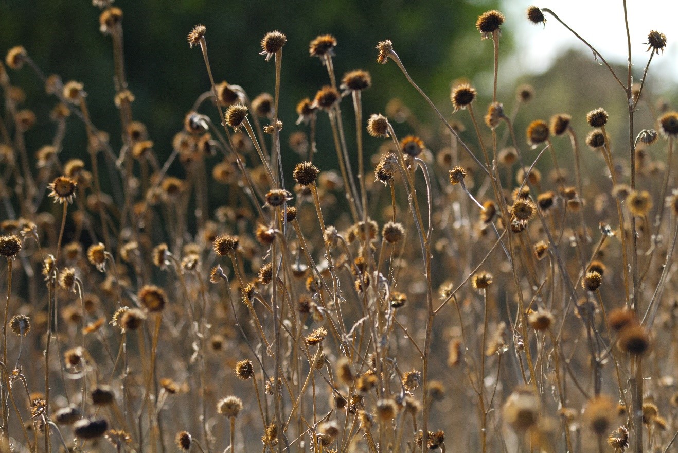 a shallow depth of field photo of dead flowers as autumn comes through
