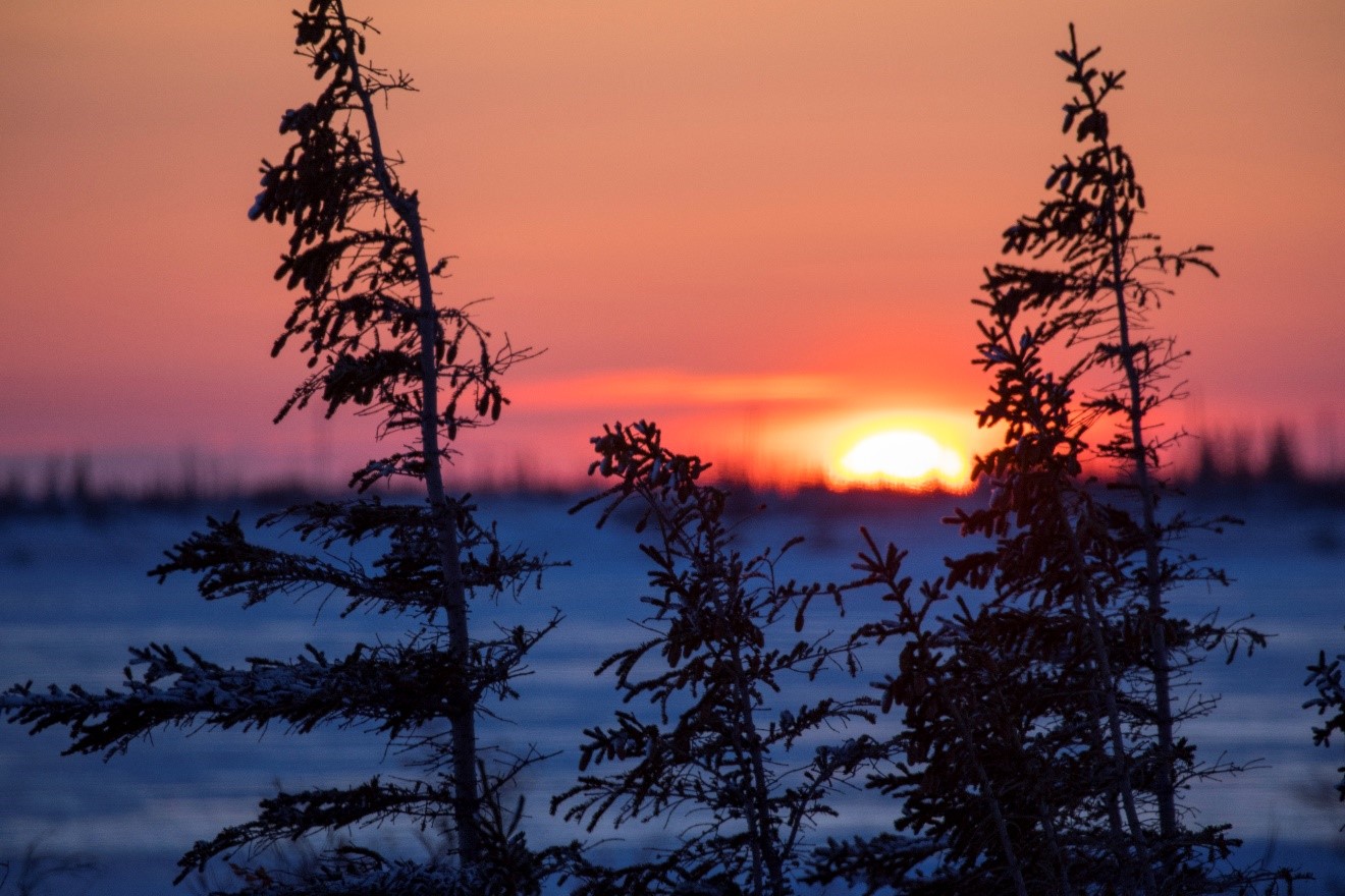 a sun sets behind the horizon in the arctic while spruce trees catch the last glimpse of light