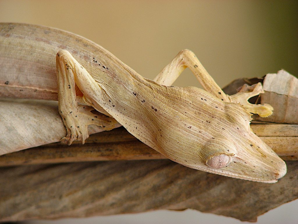 a leaf-tailed gecko sits on a leaf in Madagascar
