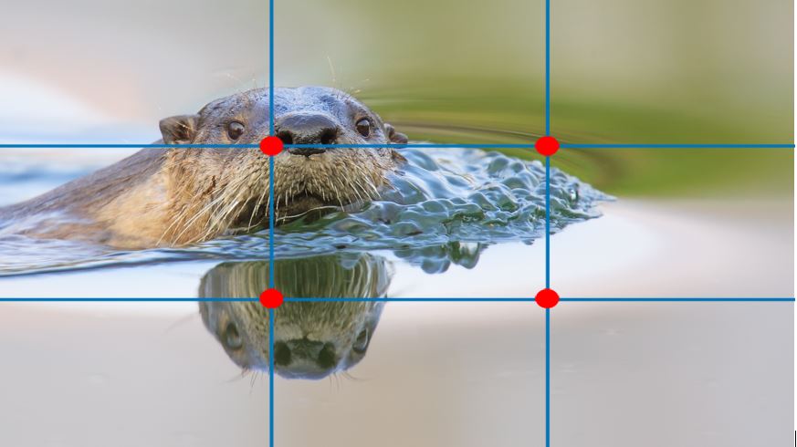 a rule of thirds grid is overlaid on top of a river otter photo to show the great composition