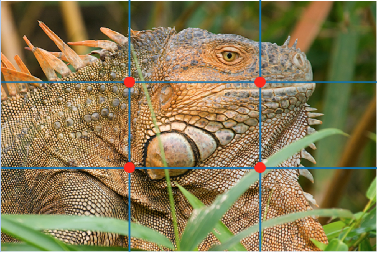 a rule of thirds grid is overlaid on top of a wildlife portrait photo of an iguana in costa rica
