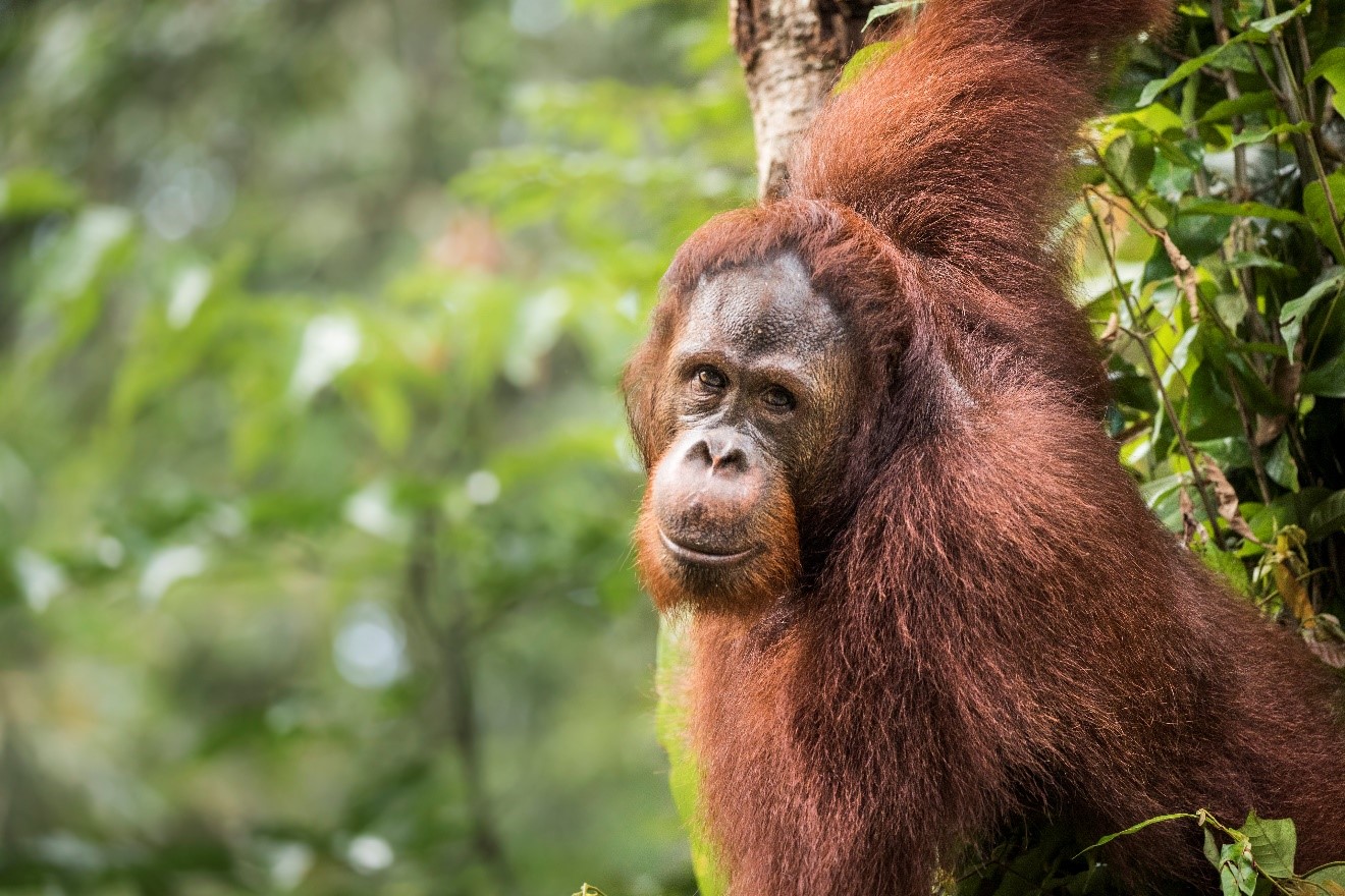 a male orangutan looks at the camera