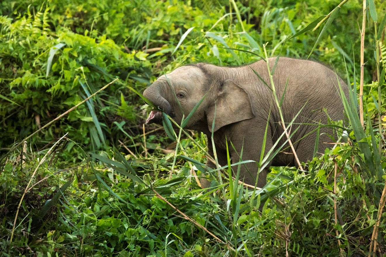 a solo elephant eats grasses on the edge of the kinabatangan river in borneo