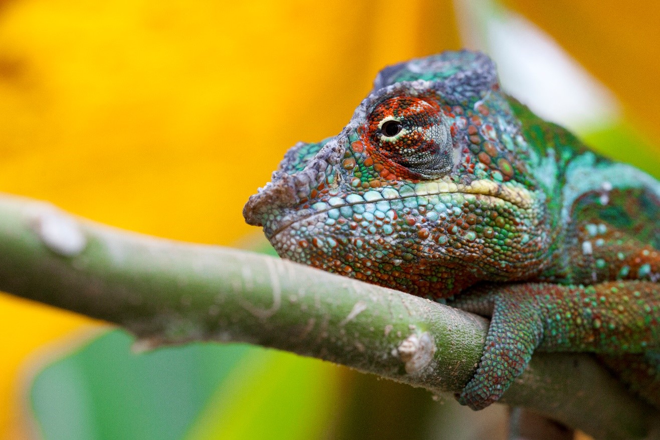 a panther chameleon perches on a branch