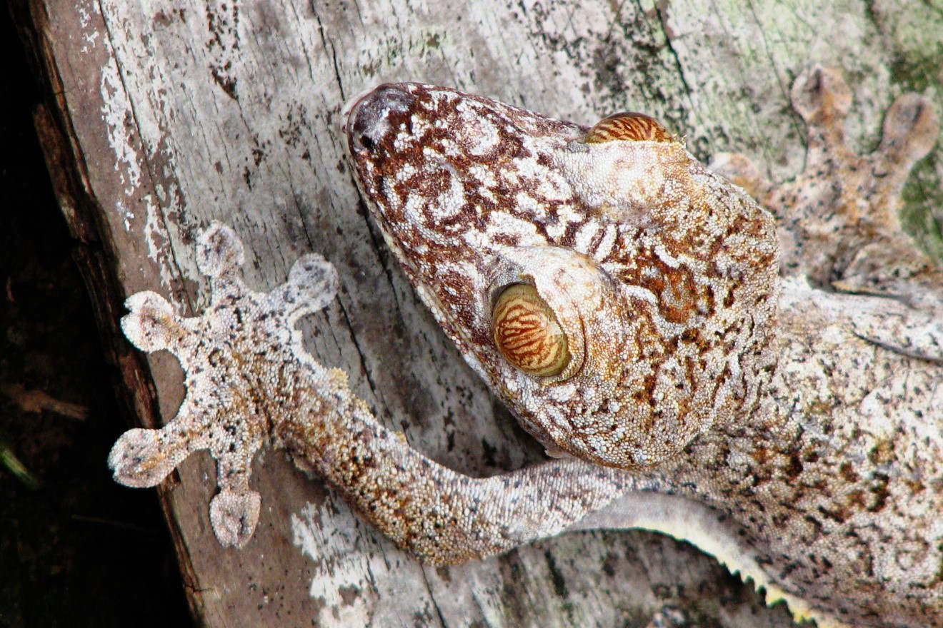 a leaf-tailed gecko is blending into its environment