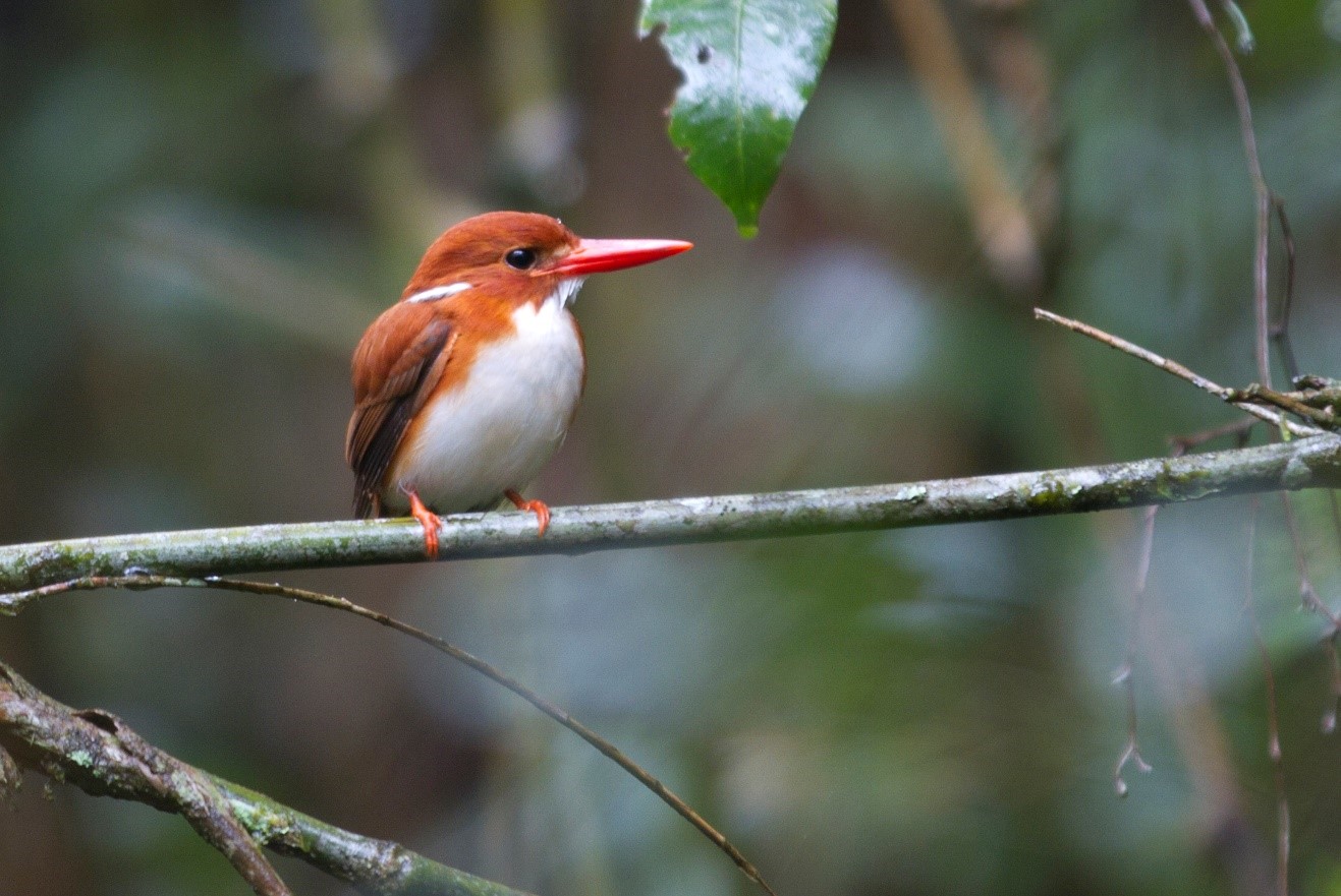 a small kingfisher perches on a branch in madagascar