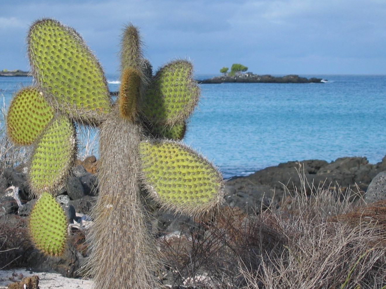 a large green opuntia cactus is on the shore of galapagos islands