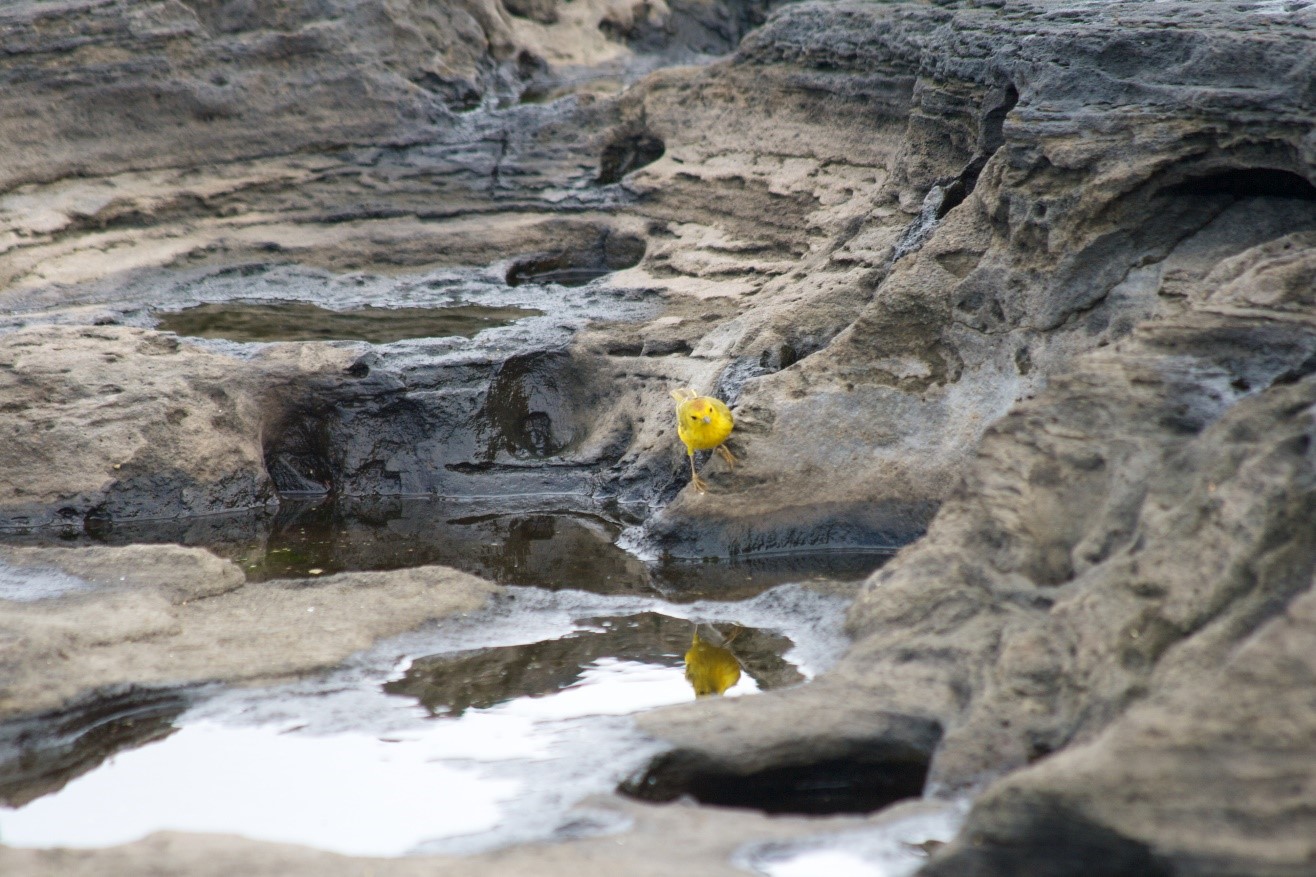 a lone yellow warbler contrasts the stark lava fields of galapagos islands
