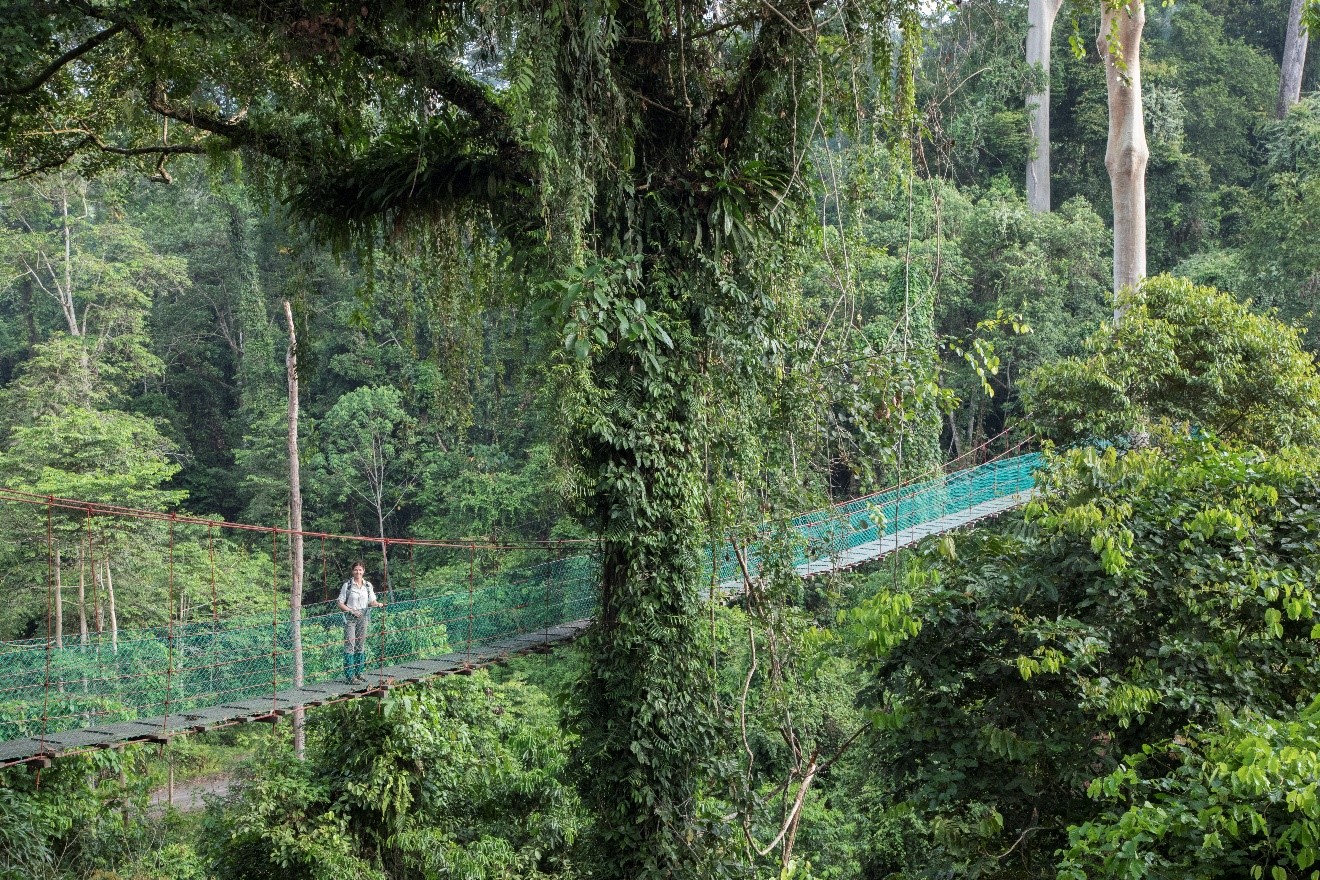 a canopy over the borneo rain forest with a traveler exploring
