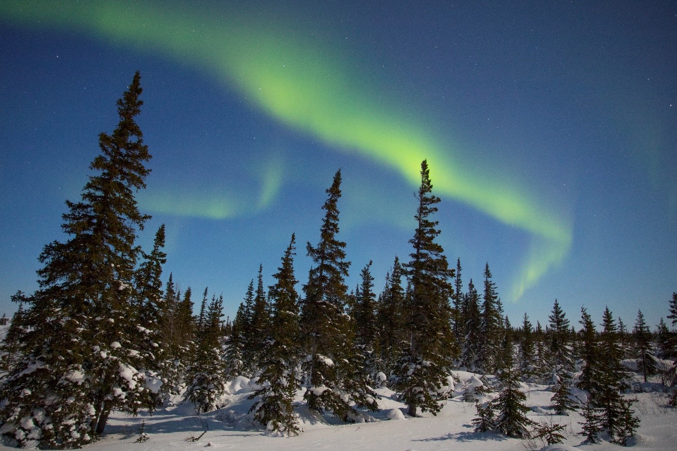 green northern lights appear over the spruce trees of canada's arctic tundra