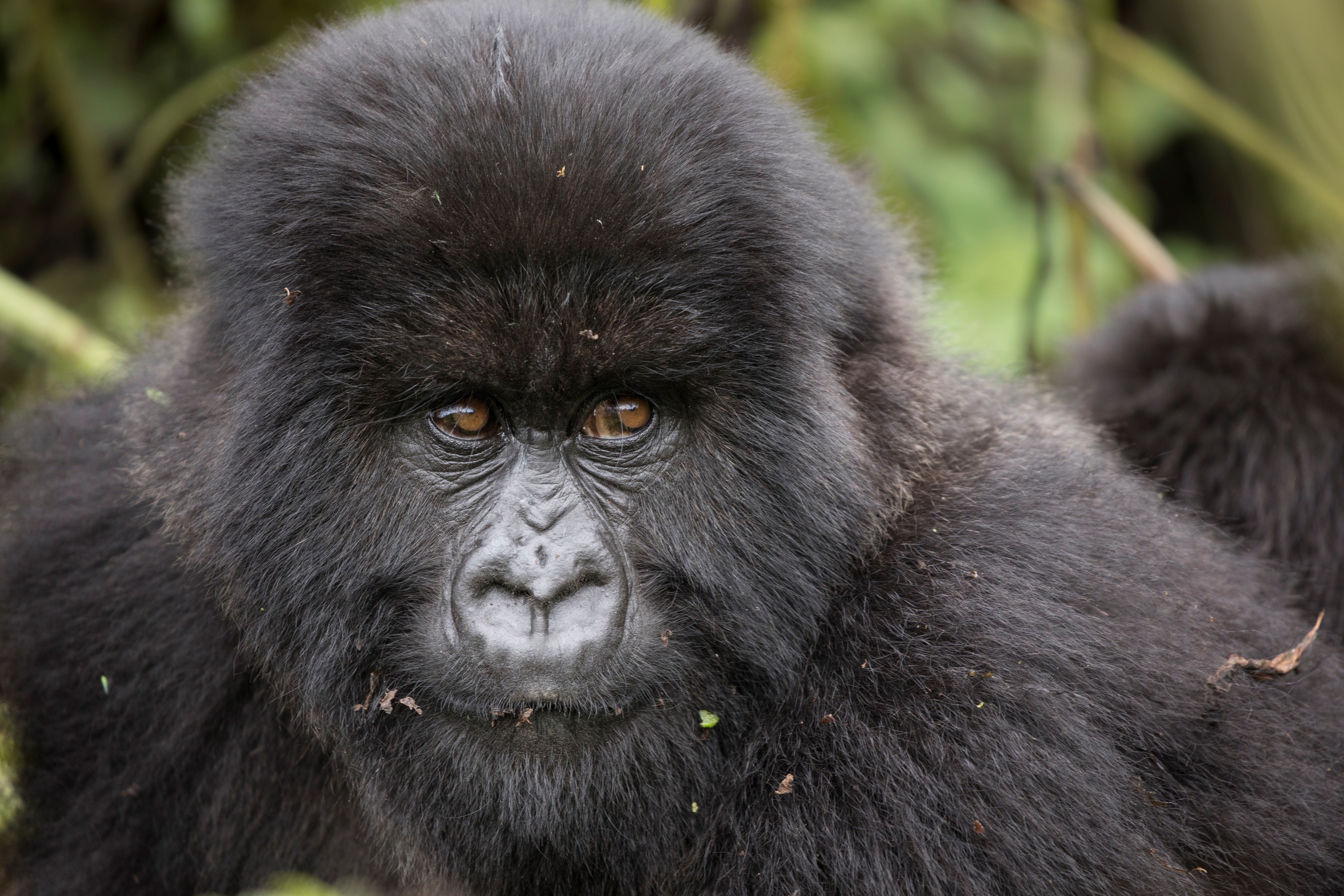 a gorilla eyes the camera in the jungles of uganda