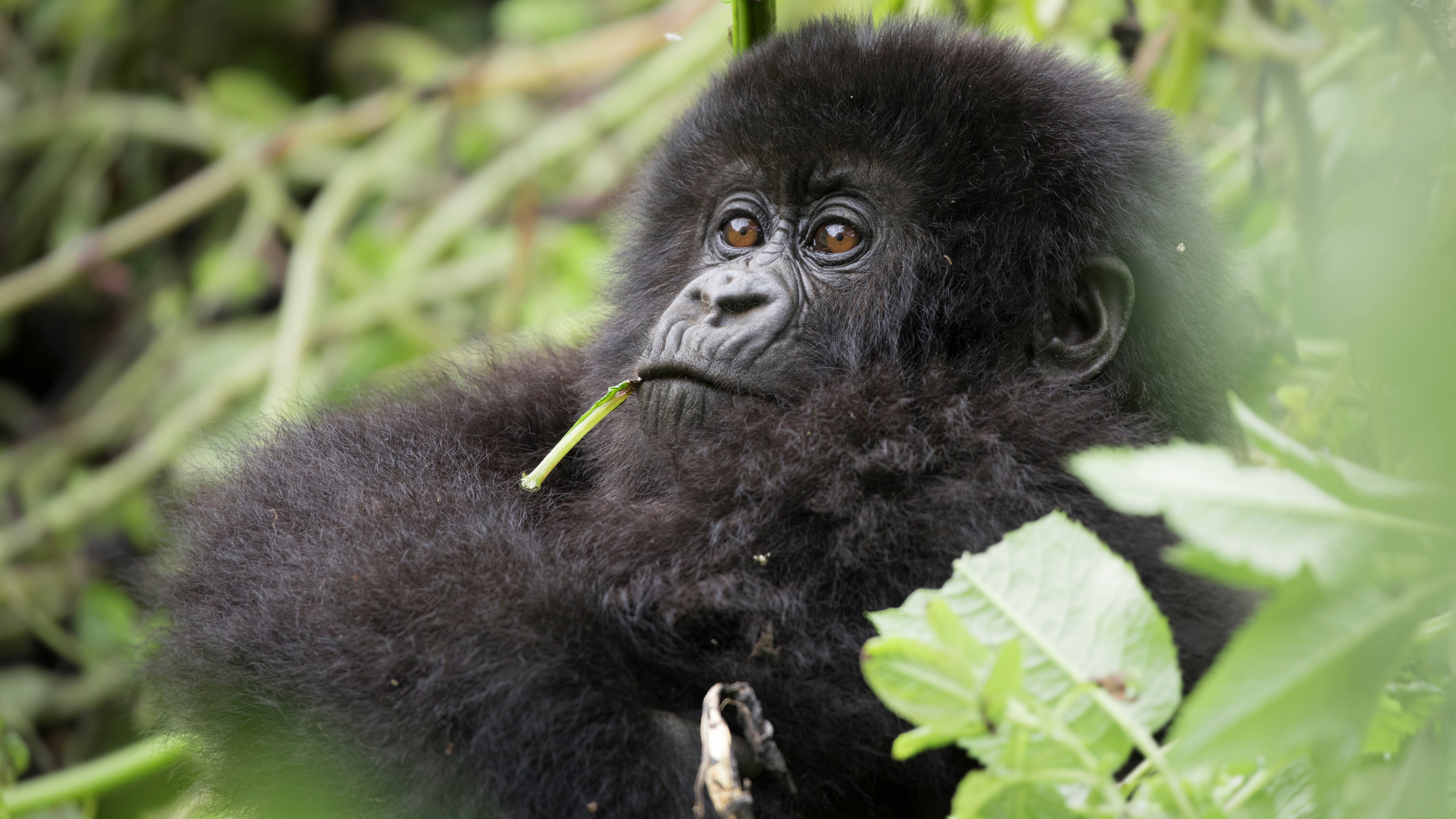a young mountain gorilla gazes into the distance while being photographed in rwanda