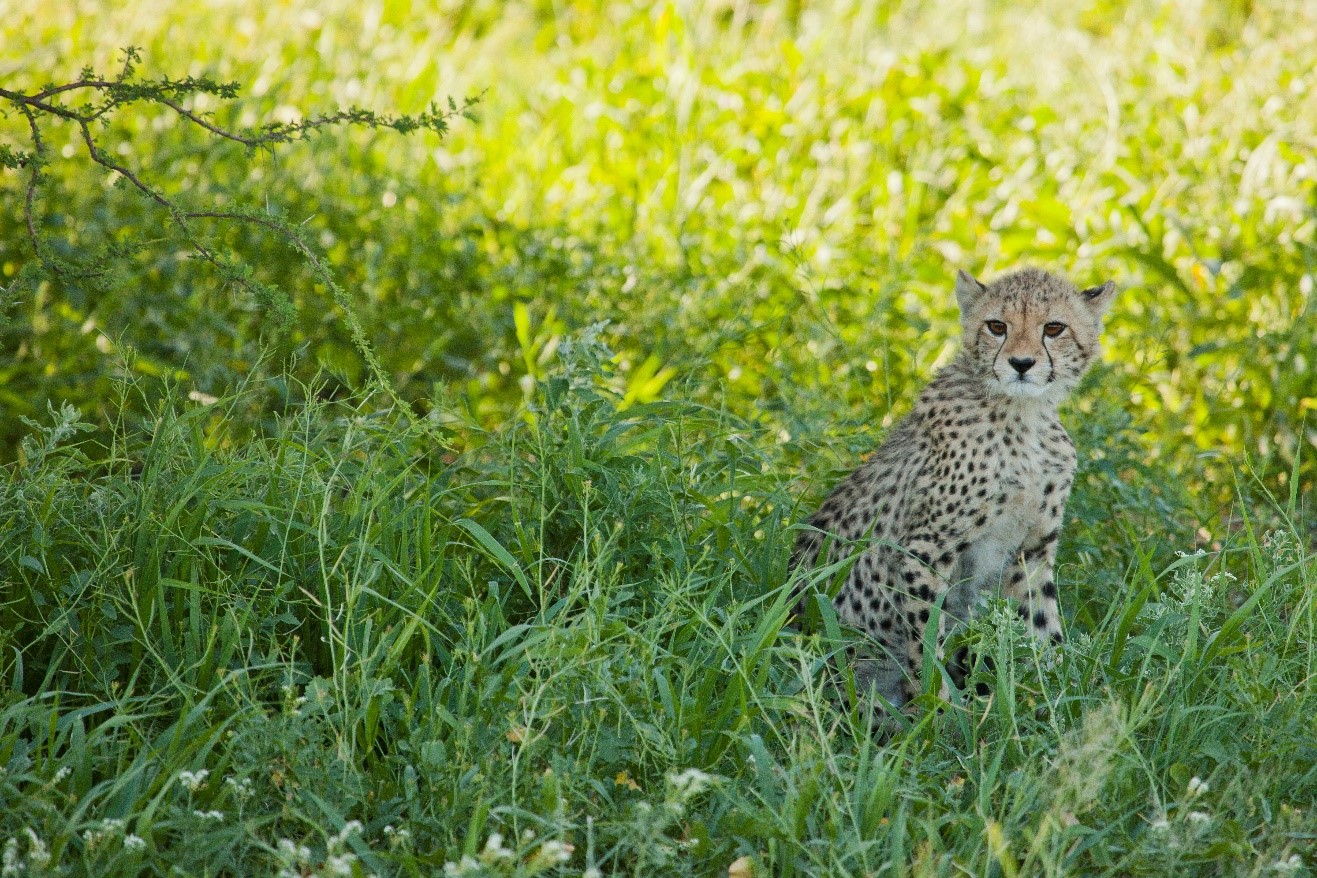 a young cheetah peers through the green grasses of the kalahari in summertime