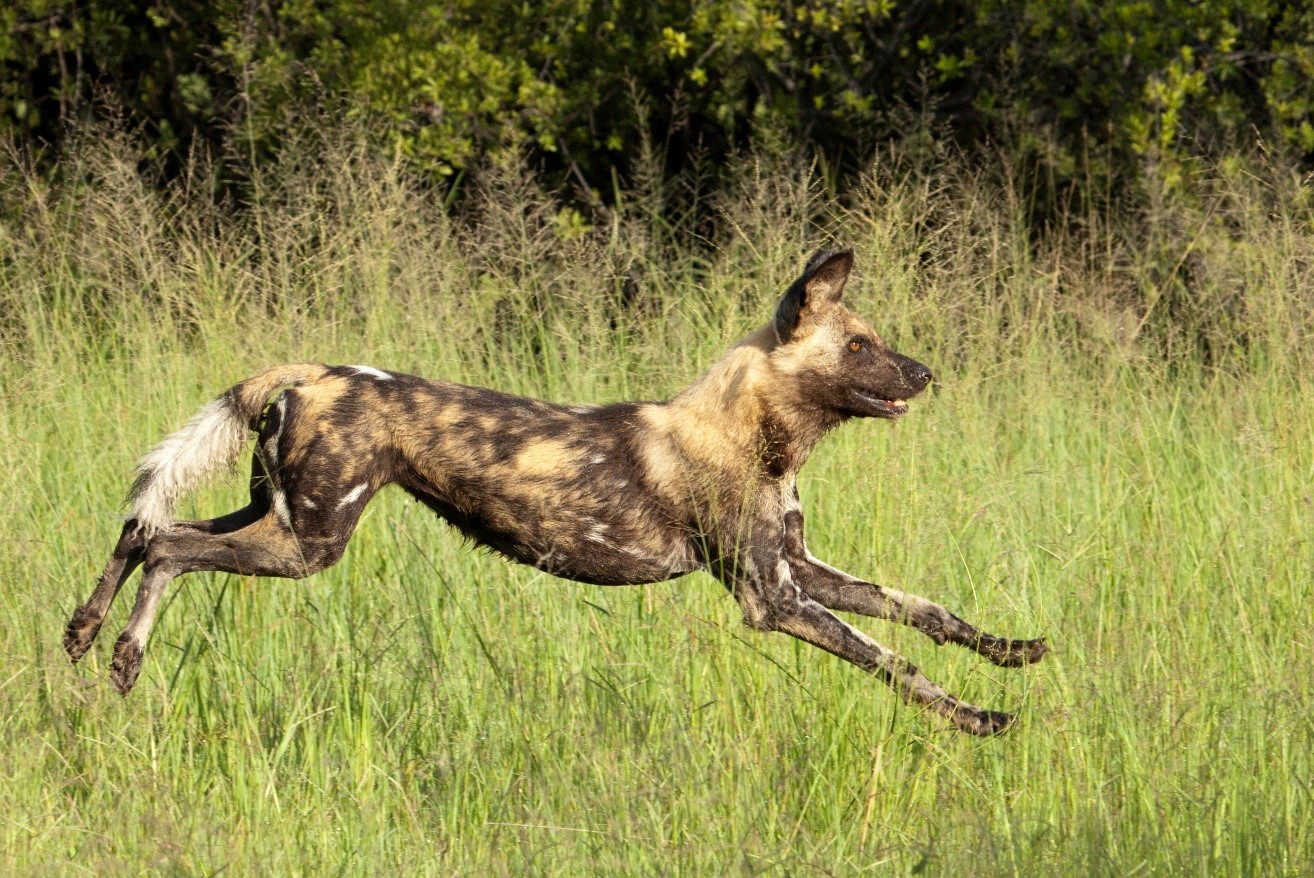 a wild dog is in full stride in the okavango delta