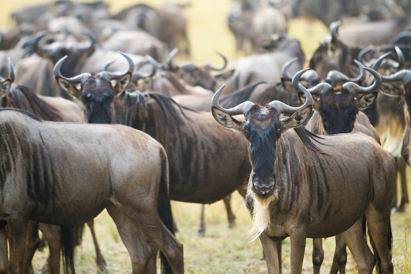 wildebeest cluster in kenya's masai mara