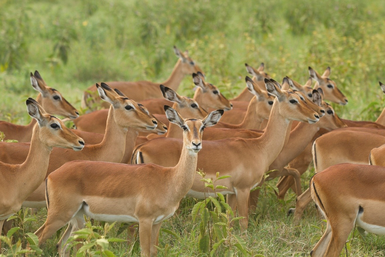 a herd of female impala line up in Kenya