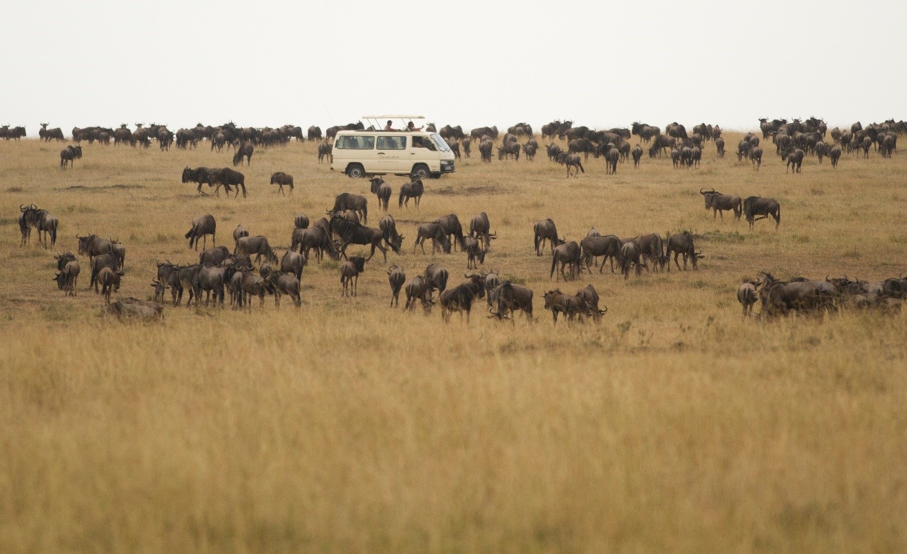 a safari van is amongst a herd of wildebeest in Kenya