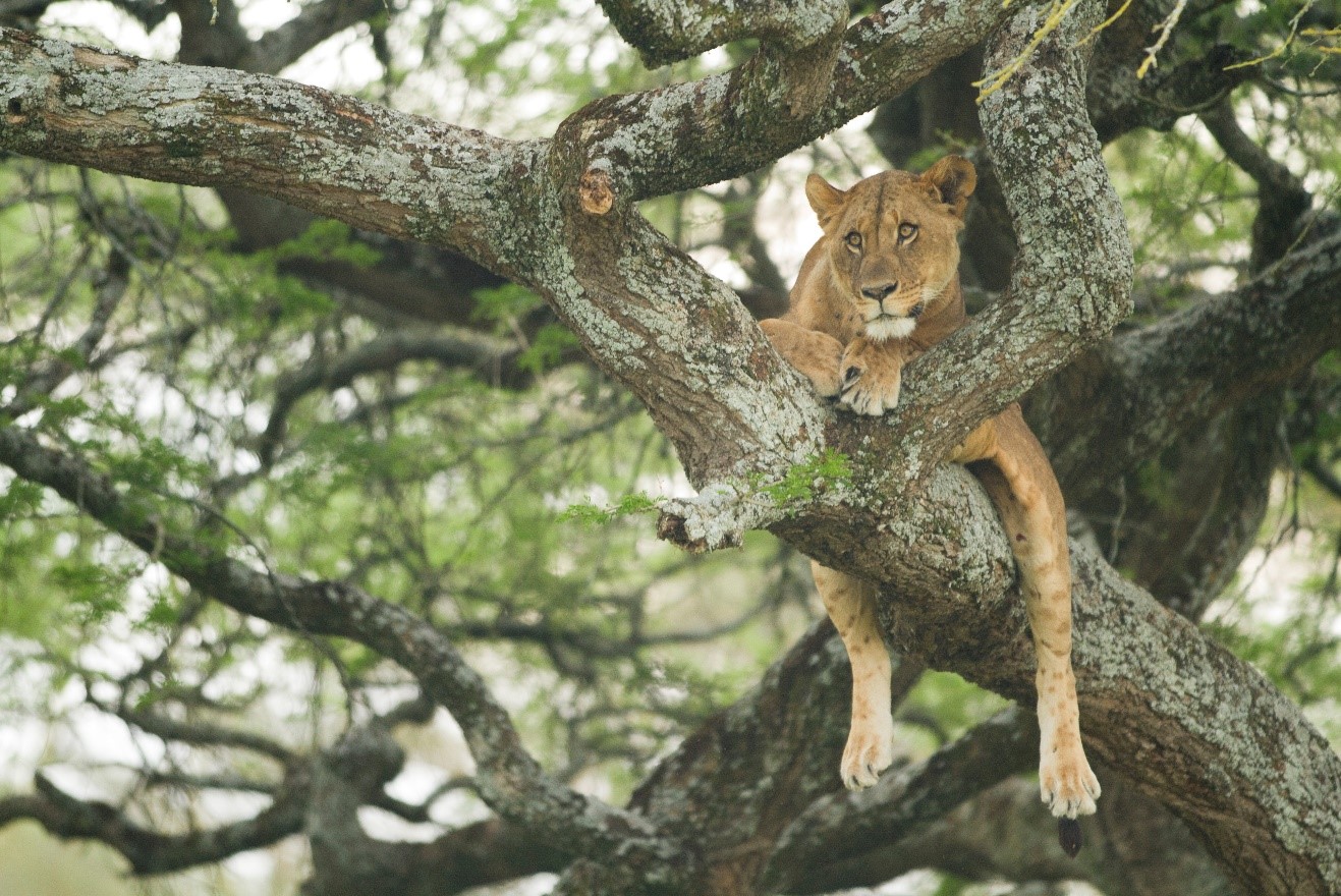 a tree-climbing lion rests in Kenya