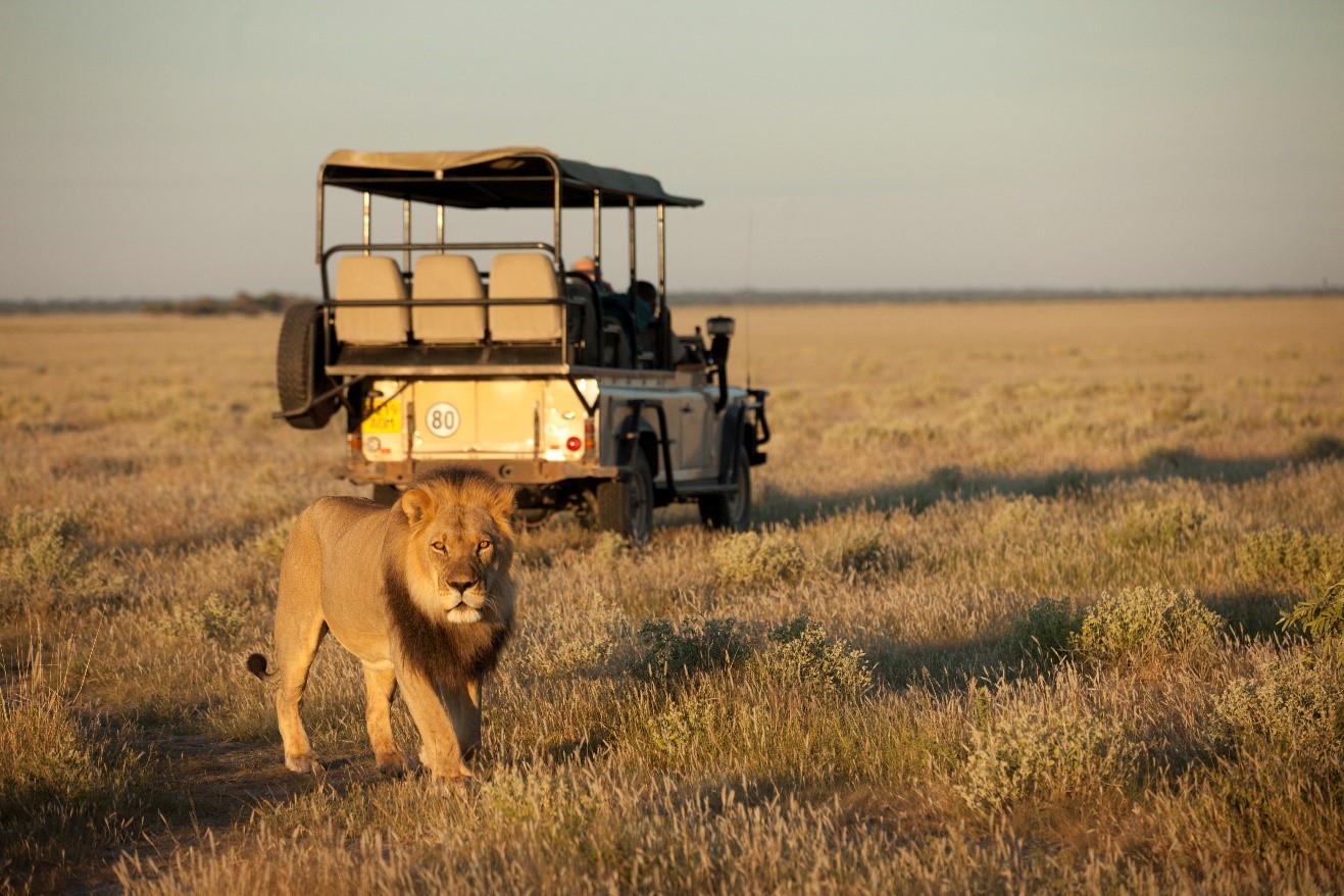 a large male lion walks past a safari jeep in botswana's kalahari