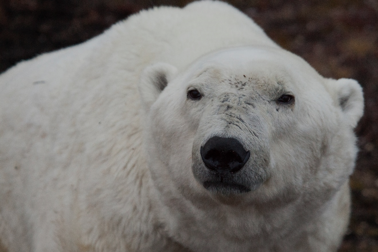 a polar bear at close range filling the camera frame
