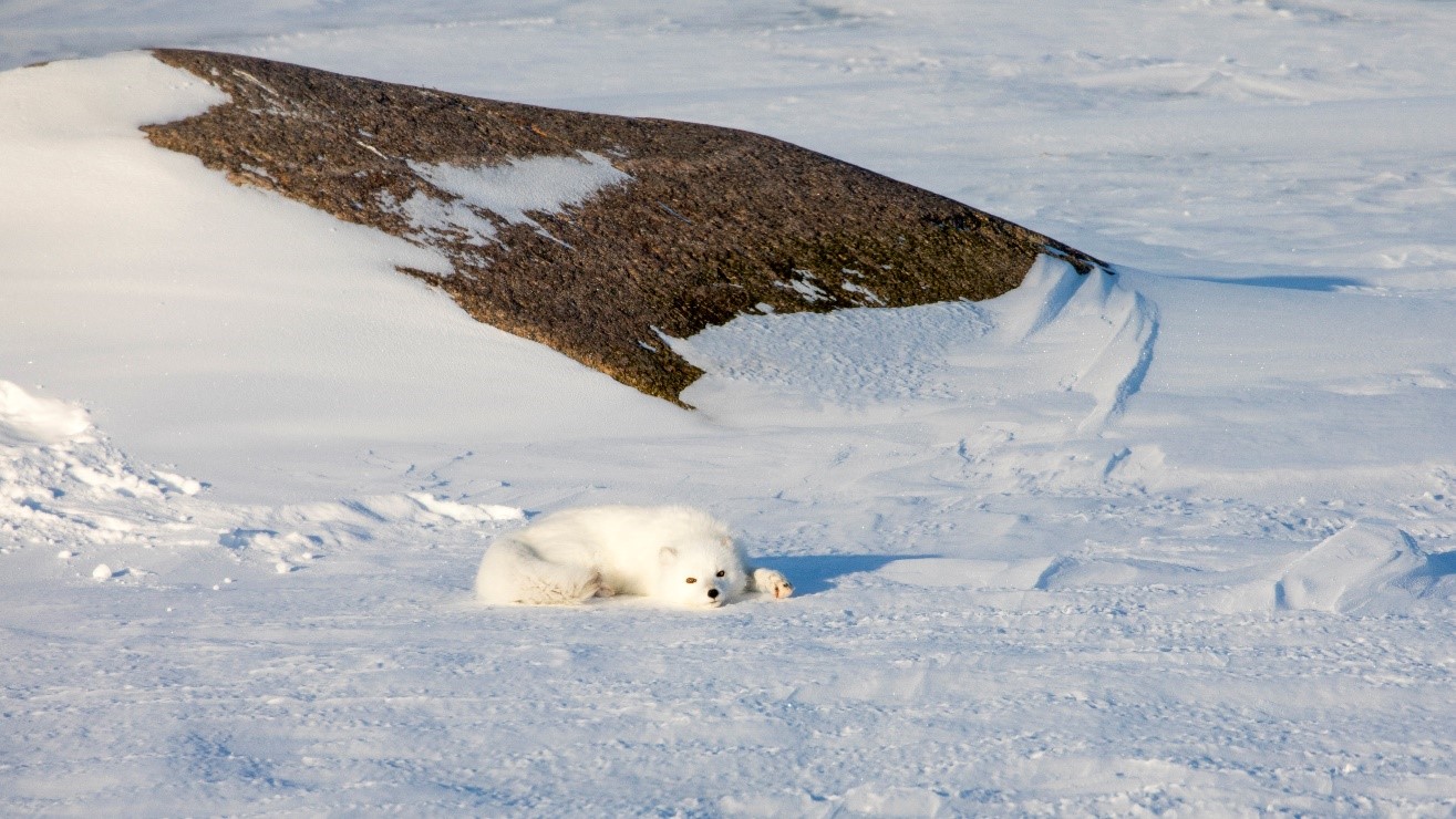 an arctic fox plays on the arctic tundra