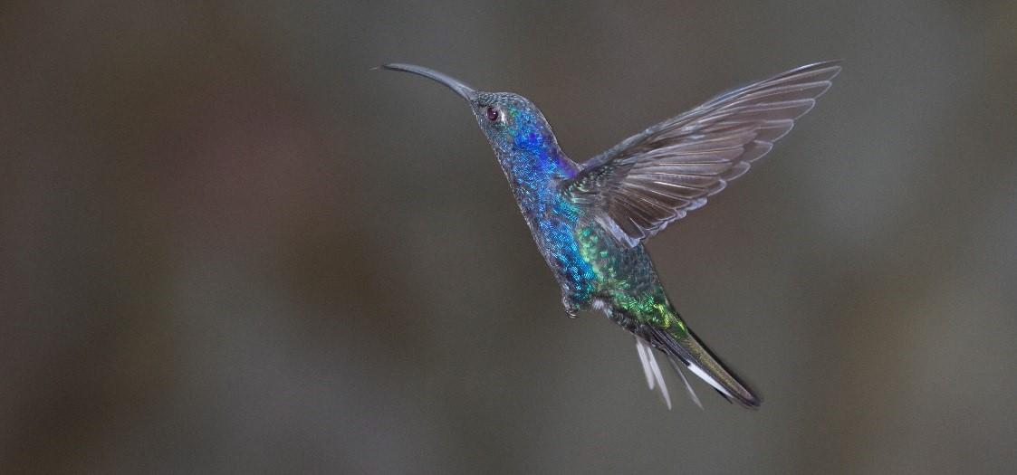 How To Photograph Hummingbirds