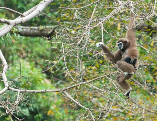 gibbon, asia, primate, wildlife, thailand