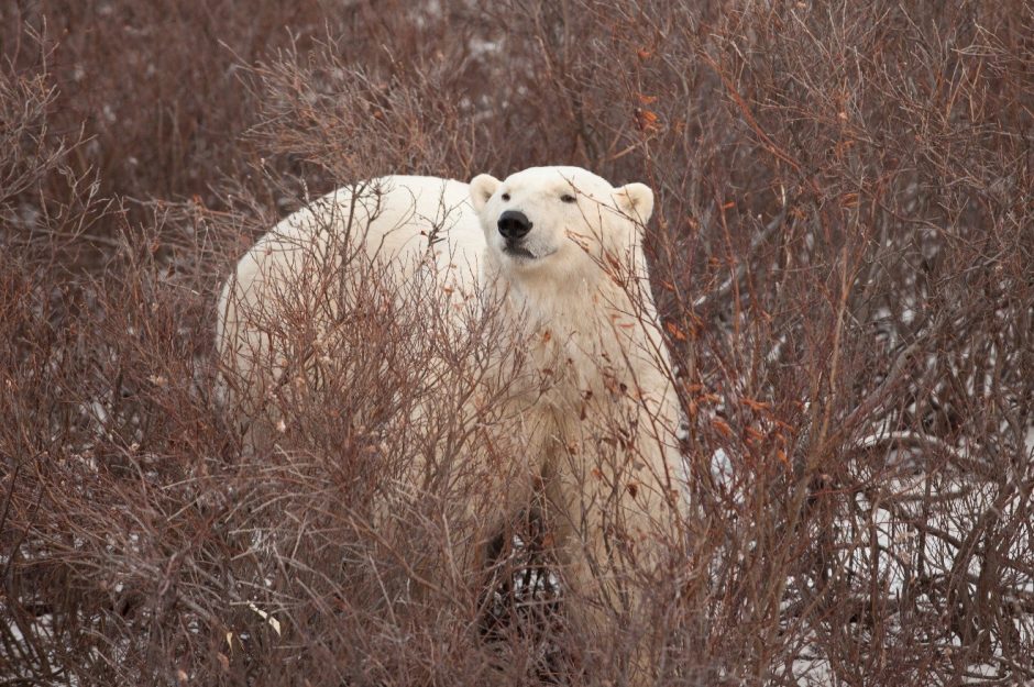 Three Techniques for Photographing Polar Bears