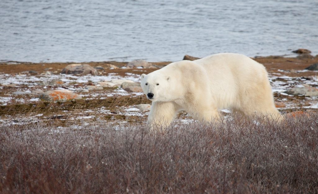 What's in my Camera Bag? Polar Bear Photography