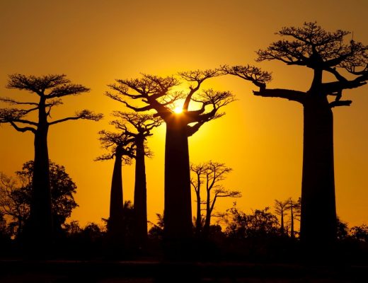 a golden sun sets behind towering baobab trees in madagascar