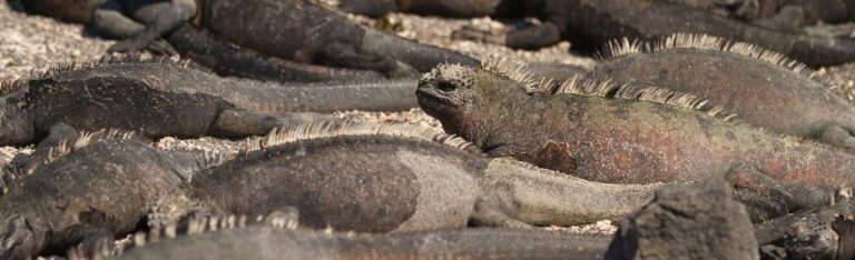 4 Tips on Photographing Marine Iguanas in the Galapagos Islands