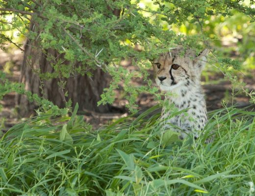 a cheetah cub in the kalahari desert during green season