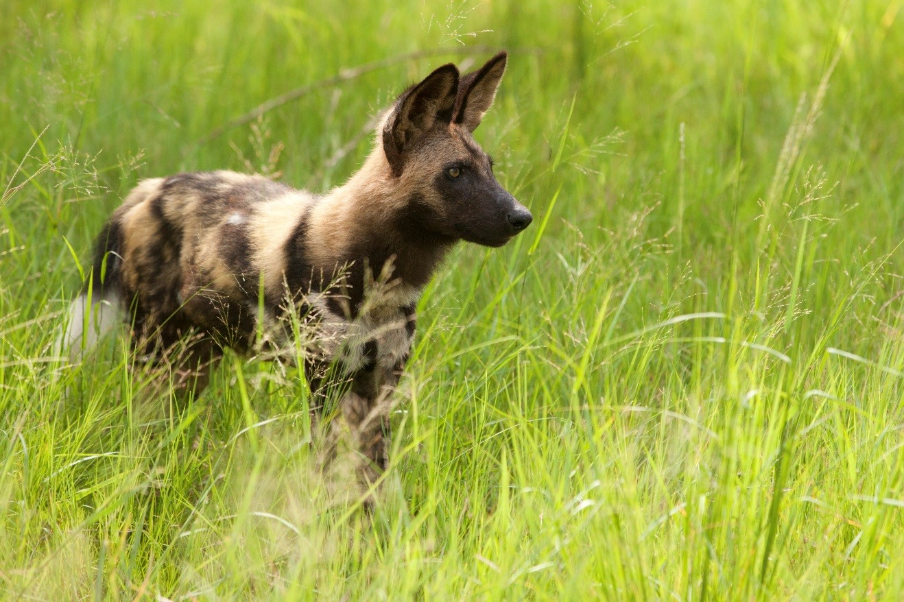 a long african wild dog stands in the tall grasses of botswana's green season