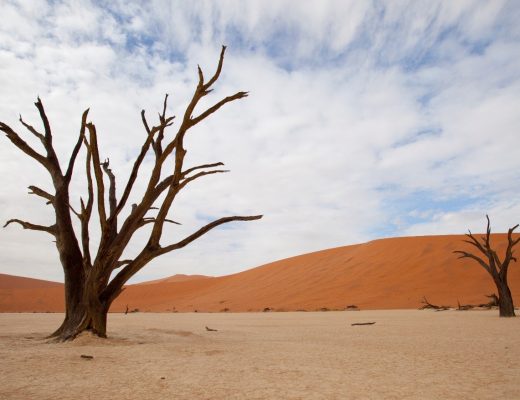 two trees framed in the salt pan of sossusvlei with a whispy blue sky
