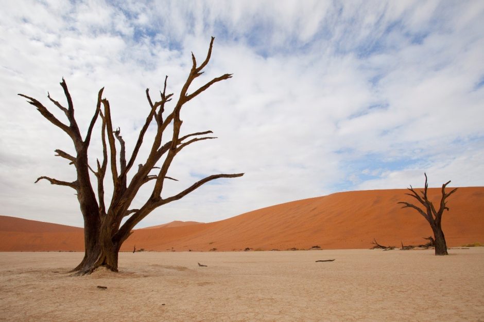two trees framed in the salt pan of sossusvlei with a whispy blue sky
