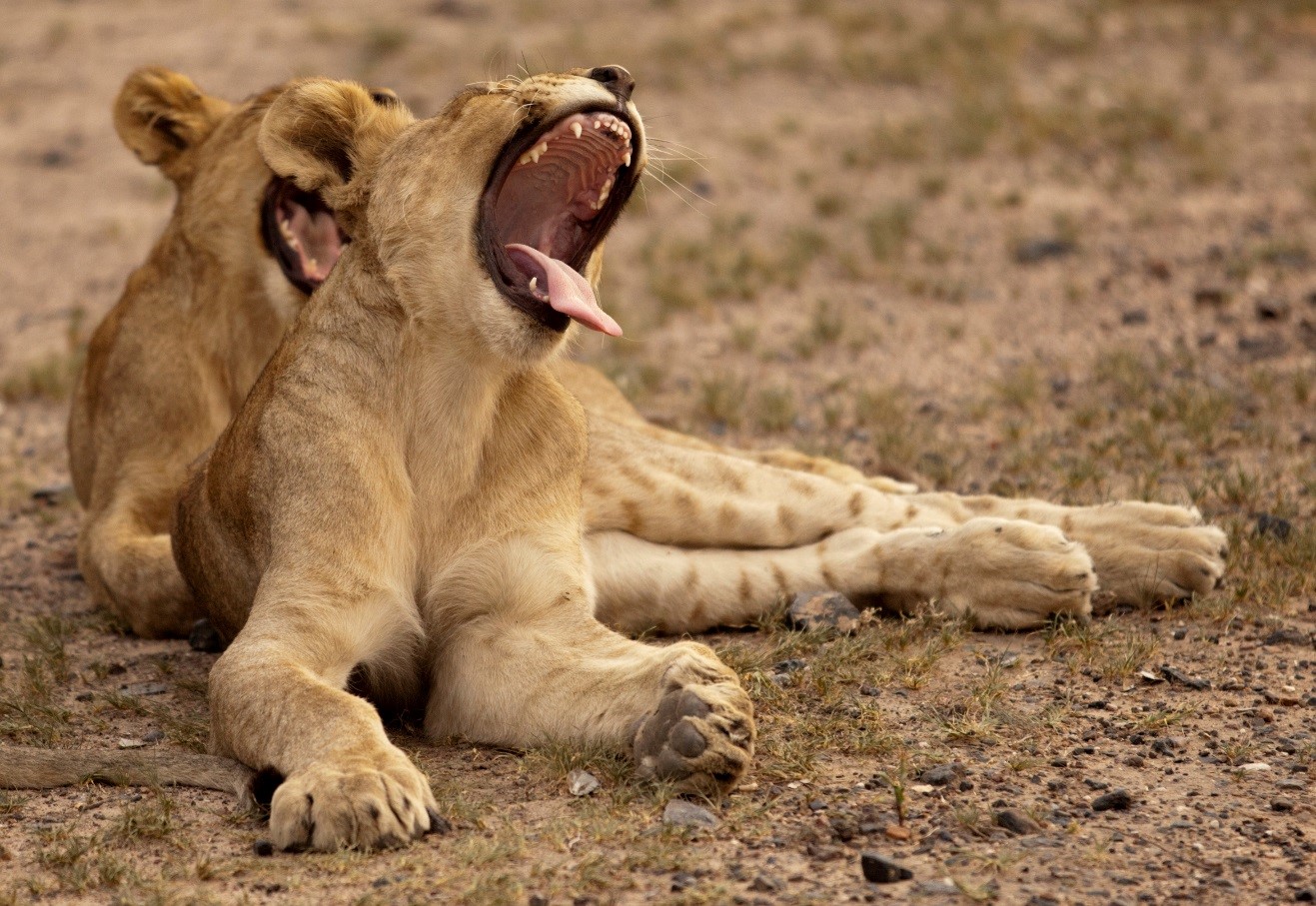 two young lion cubs in etosha national park, namibia, with one yawning