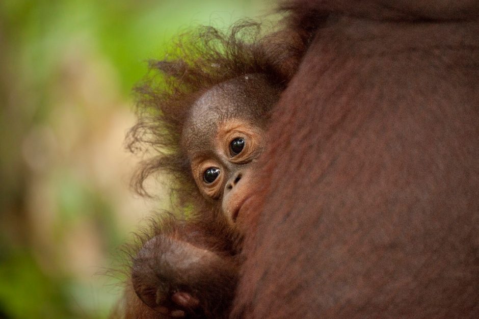 a young orangutan clings to its mother with big brown eyes