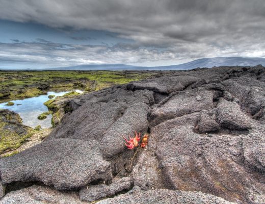 a red sally lightfoot crab sitting on lava rock in the galapagos islands