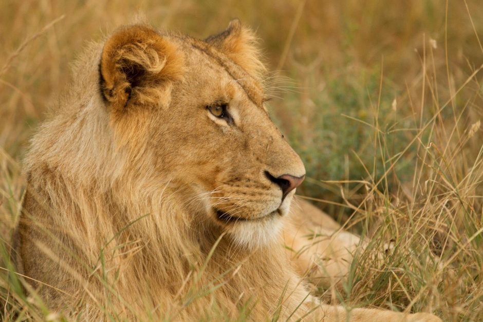 a young male lion profile sitting in the grass